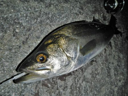 良く引きました