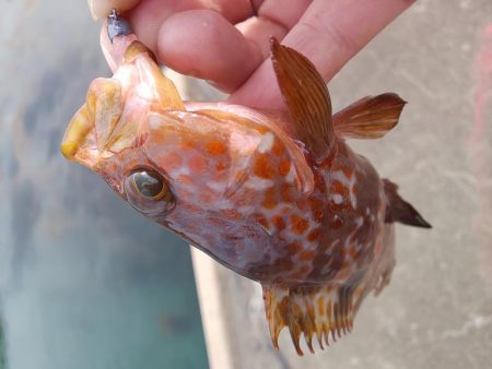 リベンジ達成！