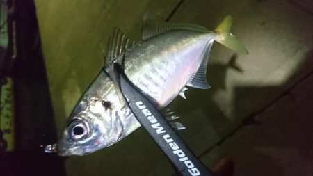 舞洲ライトゲーム