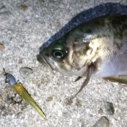 今夜もメバリング