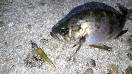 今夜もメバリング