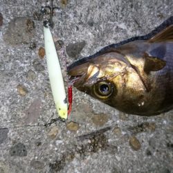 癒しのメバリング