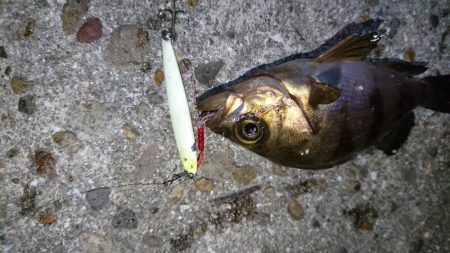 癒しのメバリング