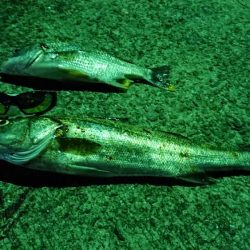 シーバスねらい