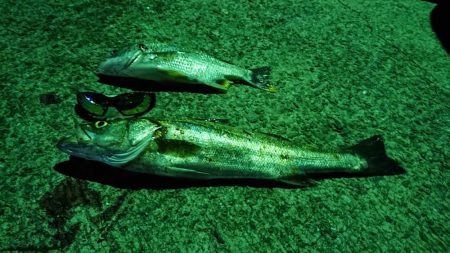 シーバスねらい