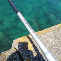 ヤエン釣りでアオリイカ