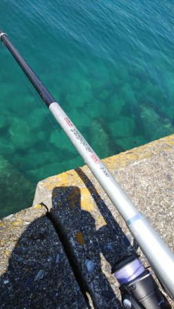 ヤエン釣りでアオリイカ