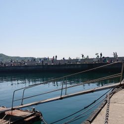 小島漁港でビックなクジメ！！！