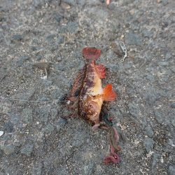 GWFF(ゴールデンウィークファミリーフィッシング)