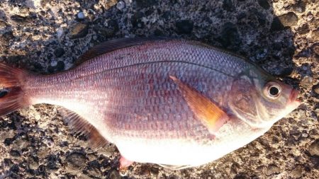 平日の野島堤防でカサゴ探訪