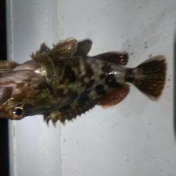 メバル×1 ガシラ×12