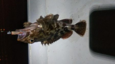 メバル×1 ガシラ×12