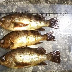 メバリングにまさかの・・・