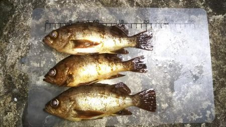 メバリングにまさかの・・・