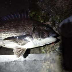 初のチニング釣果