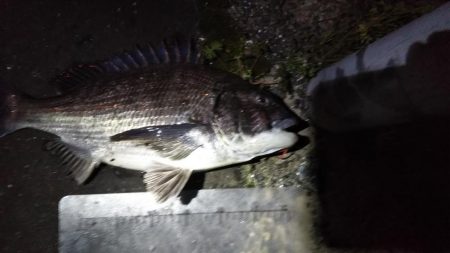 初のチニング釣果