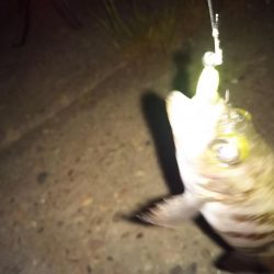 まだまだメバリング