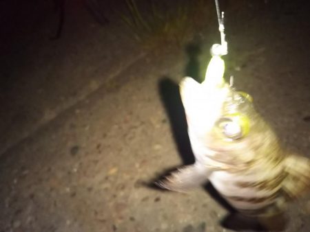 まだまだメバリング