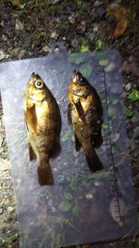 シーズンラストのメバリング