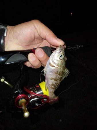 小浜の春アオリ