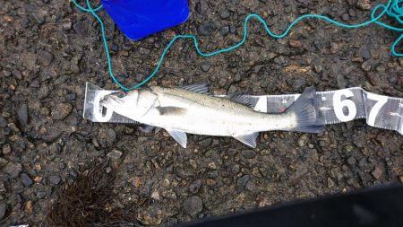 奇跡？的に釣り上げれた