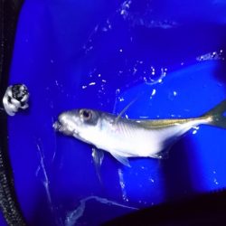 アジング初釣果