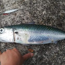 ジグパラで50センチ大サバ!!