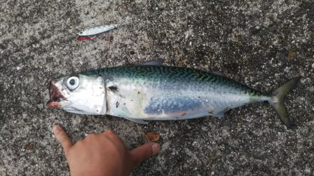 ジグパラで50センチ大サバ!!