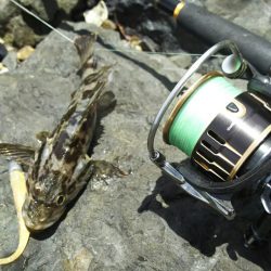 【新門司】根魚調査