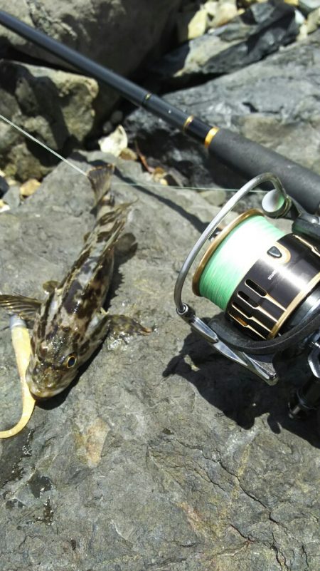 【新門司】根魚調査