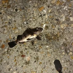 デカメバルはどこへ?