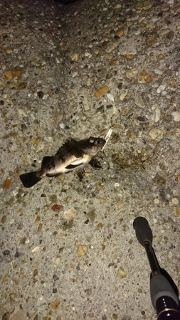 デカメバルはどこへ?