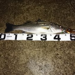 タモは必需品です