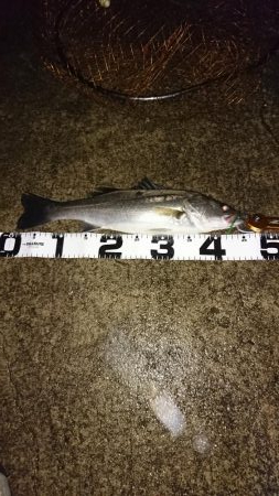 タモは必需品です