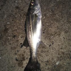 セイゴたまにフッコ