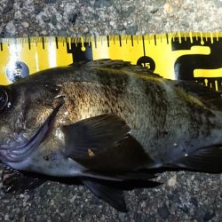 ちょこっとメバリング