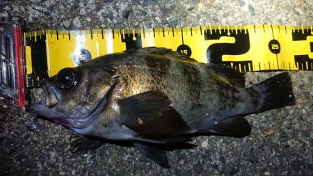 ちょこっとメバリング