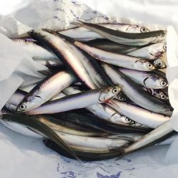 令和になって初フィッシュ