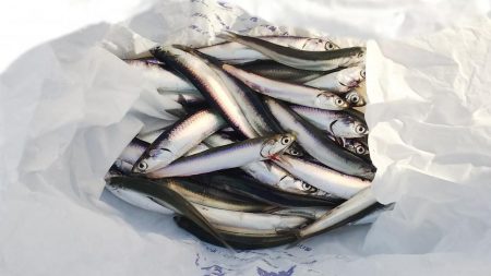 令和になって初フィッシュ