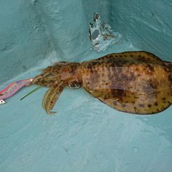 ボートエギング