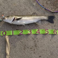 湾奥デイシーバス