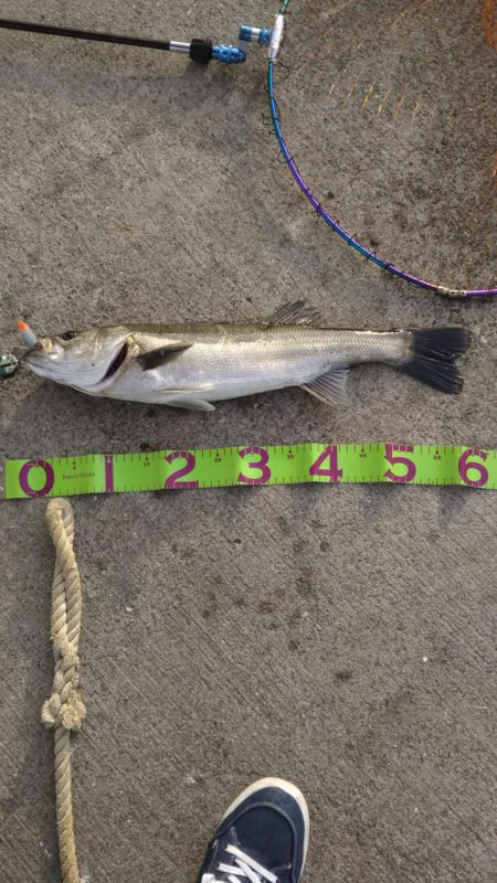 湾奥デイシーバス