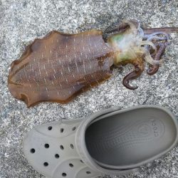 春烏賊サイズ…