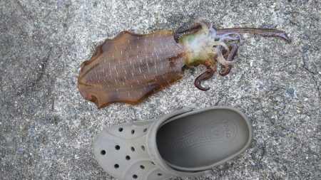 春烏賊サイズ…