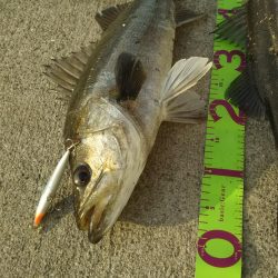 カタクチパターン