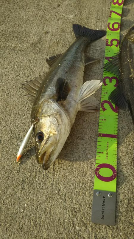 カタクチパターン