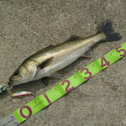 朝マズメにシーバス狙い