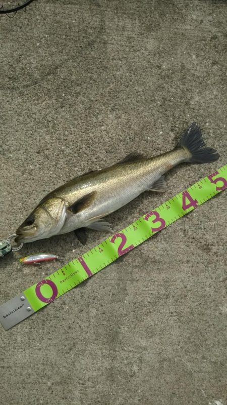 朝マズメにシーバス狙い