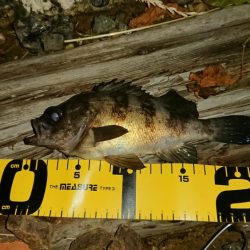 まだまだメバリング