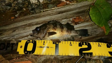 まだまだメバリング